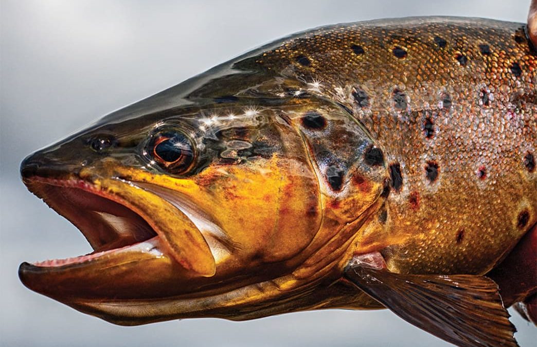 Breakout Hits: The 20 Best Fishing Tips for Early Spring
