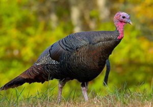For Turkey Hunters, 70 Yards Is the New 40