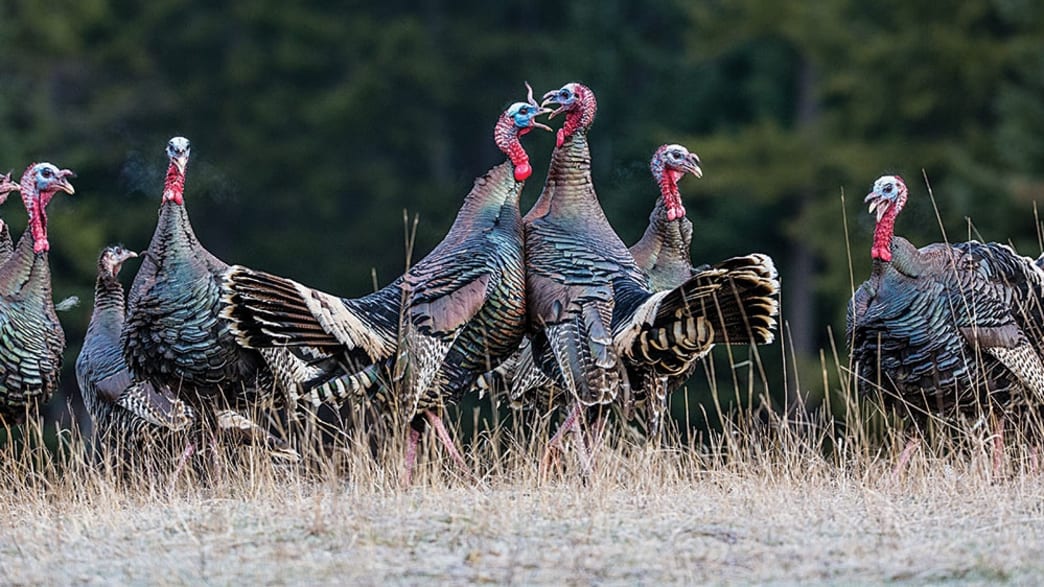 Tip of the Spur: New Cutting-Edge Turkey Tactics
