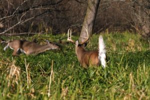 Hunting Tactics for 6 Stages of the Whitetail Rut