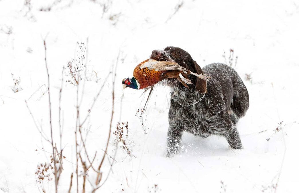 8 Tips for bagging more late-season pheasants