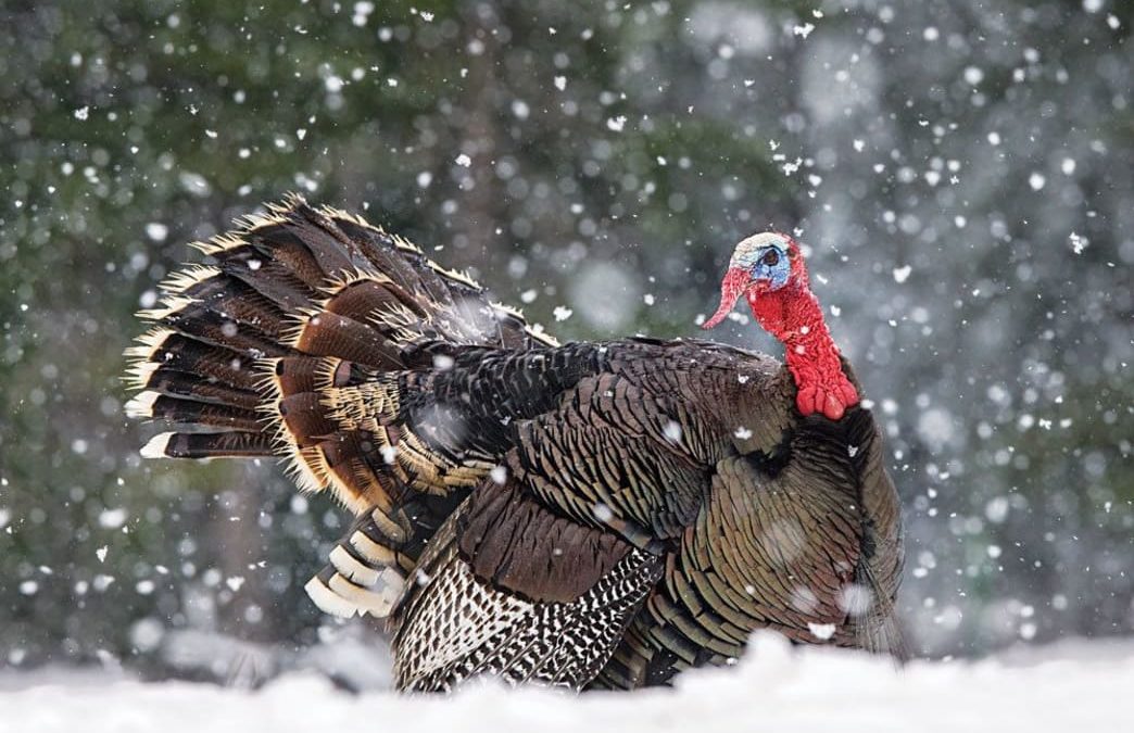 Turkey Hunting The Black Hills
