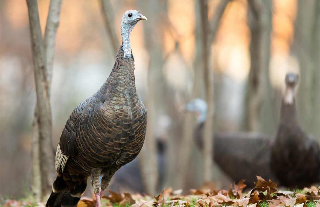 The Deer Hunter’s Guide To Fall Turkey Hunting