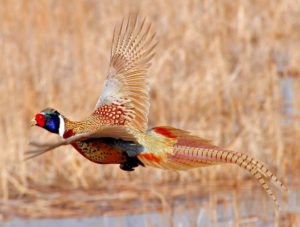 The Science Behind Hot Streaks and Slumps in the Pheasant Field