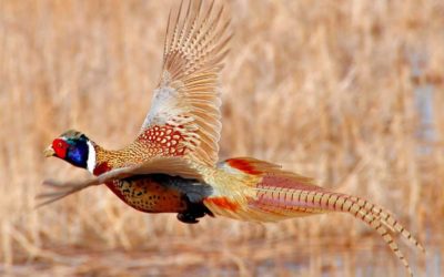 The Science Behind Hot Streaks and Slumps in the Pheasant Field