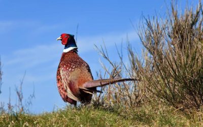 When Is the Best Time to Hunt Pheasants?