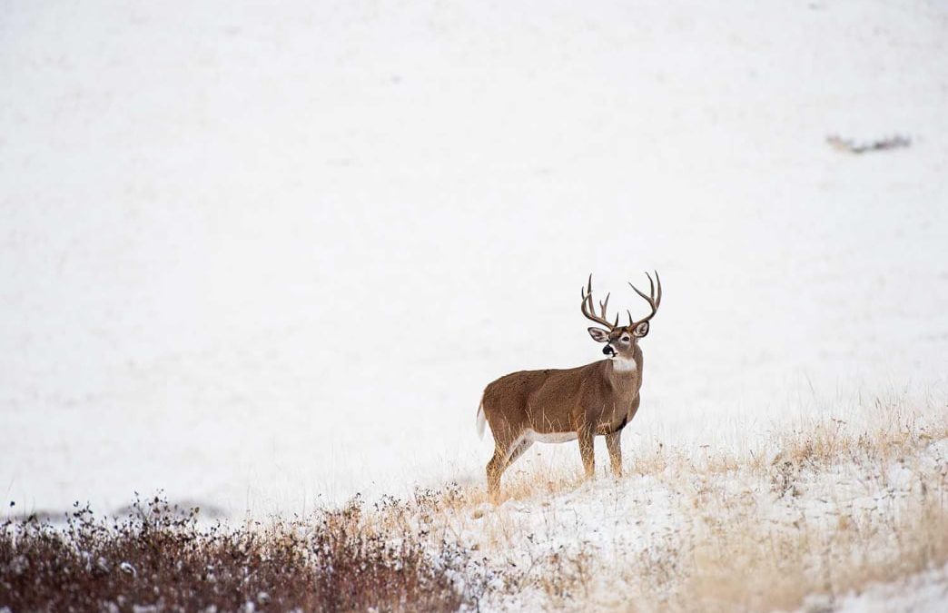 Expert Late Season Deer Hunting Tactics
