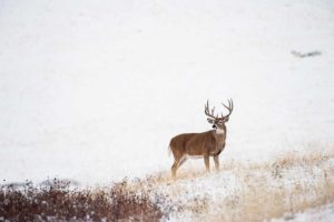 Expert Late Season Deer Hunting Tactics