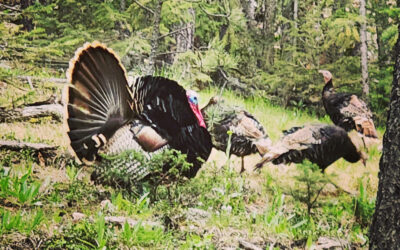 Mastering the Spring Turkey Hunt with the Infinite Outdoors App